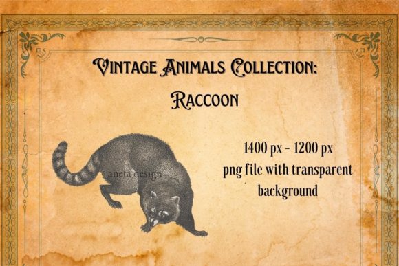 Charming Vintage Raccoon Illustration for Modern Projects