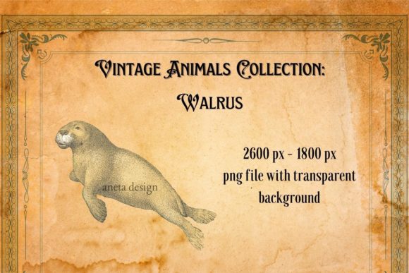Rediscovering Charm with the Vintage Illustration of Walrus