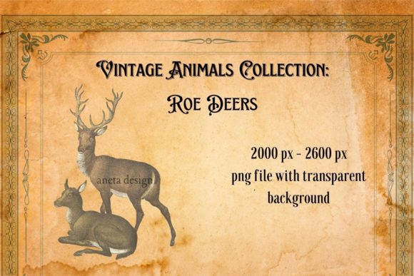 Timeless Charm: Using Vintage Illustration of Roe Deers in Your Projects