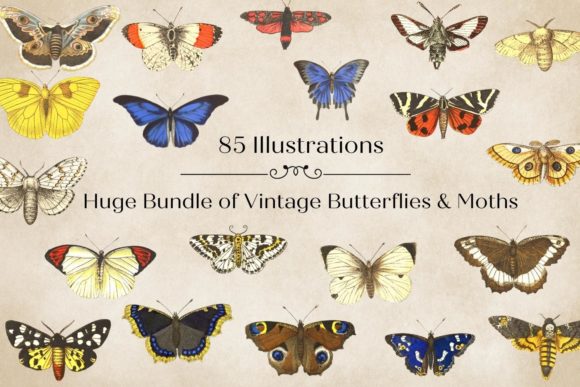 Timeless Elegance: The Allure of Vintage Butterflies Illustrations